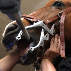 Pferd Frisst Nicht Nach Zahnbehandlung